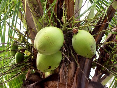 Greens green coconut tree