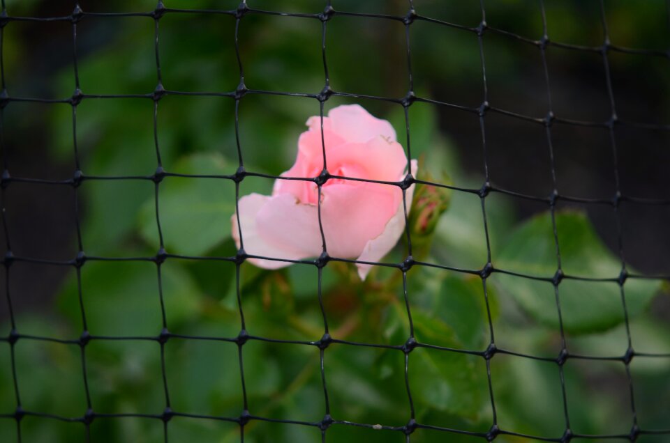 Rose nature flower
