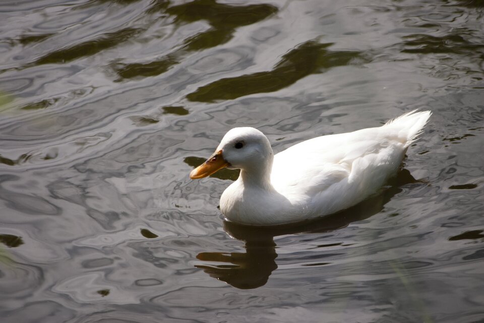 Swim bill white