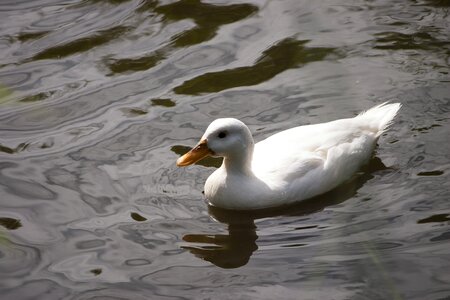Swim bill white