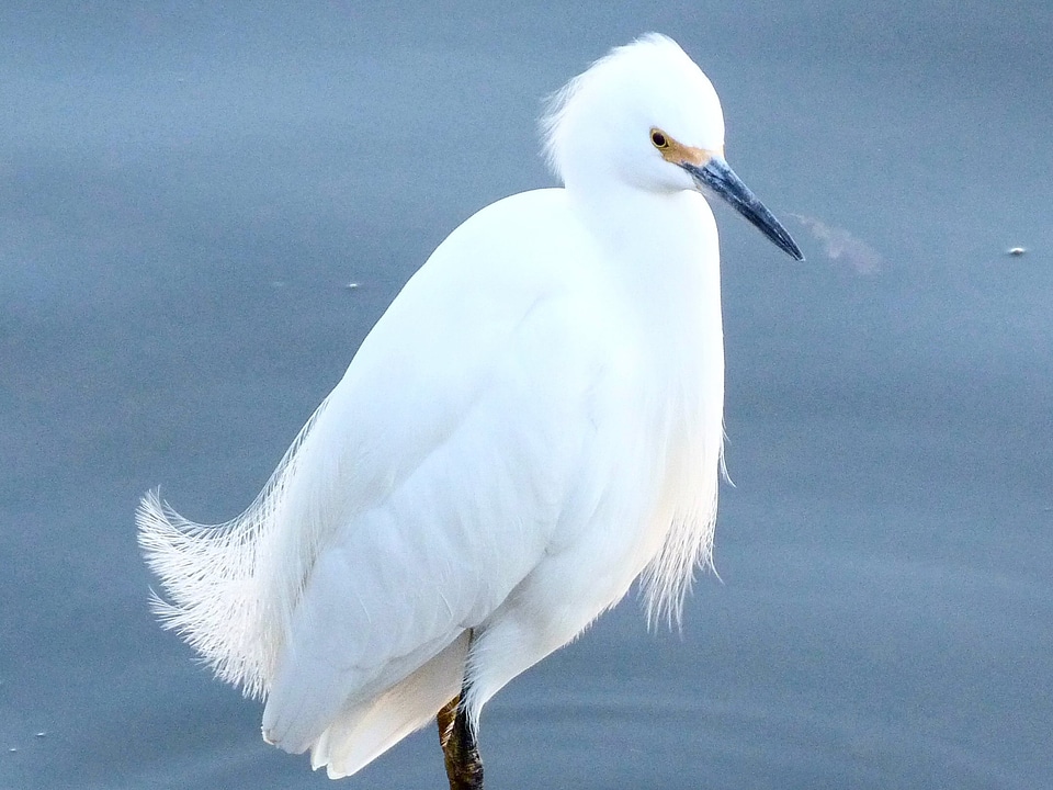 Wildlife nature animal