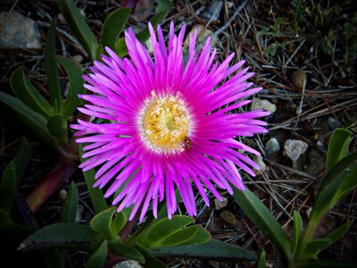 Exterior flower intense color hot pink