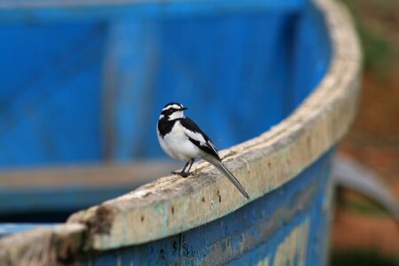 African bird africa fauna