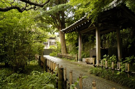 Ankokuron-ji plant summer