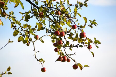 Apple nature apple tree