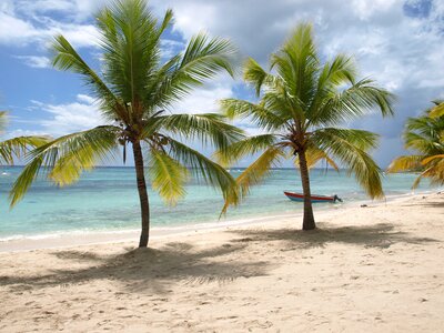 Sand palm trees vacations