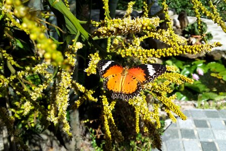 Insects garden tropical plants