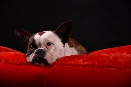 Bull portrait dogs