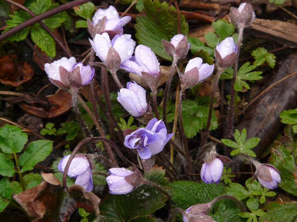 Raindrop hepatica nobilis anemone hepatica