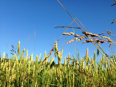 Wheat blue himmel photo