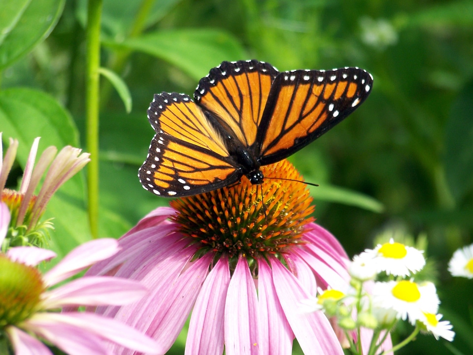 Summer insect wings