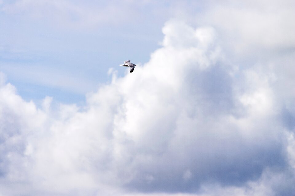 Bird beach flying
