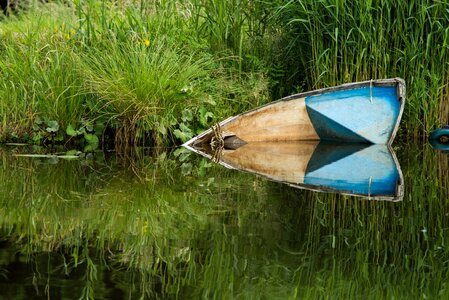 Reed landscape nature