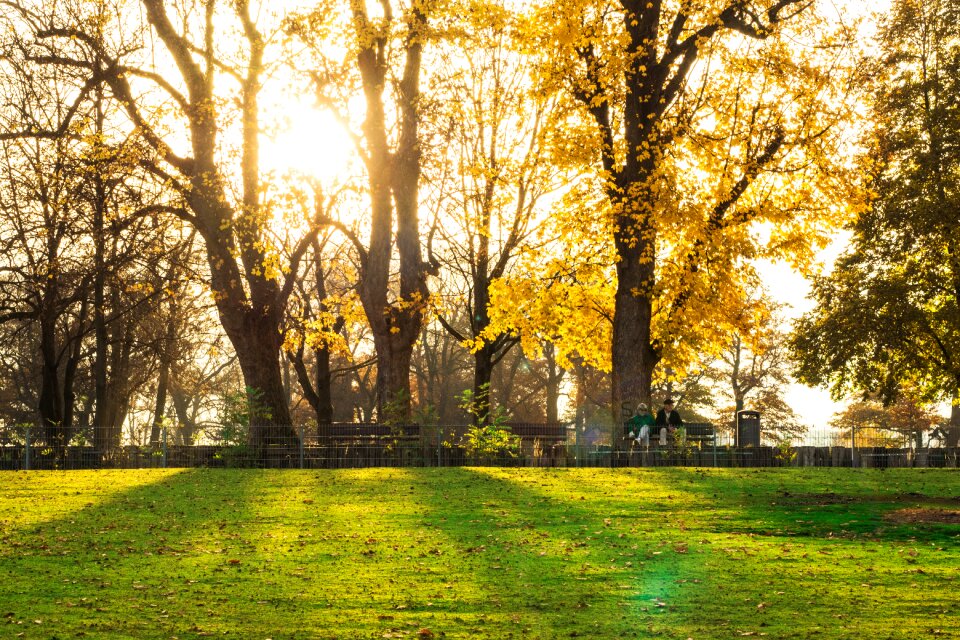 Forest mood trees photo