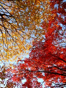 Autumn autumn leaves leaves photo