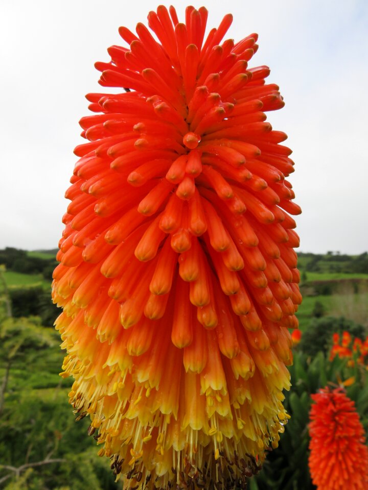 Red hot poker kniphofia caulescens orange