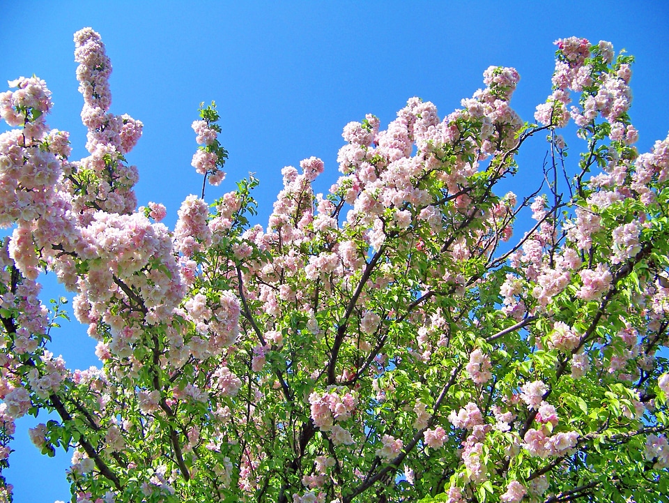 Blue sky pink photo