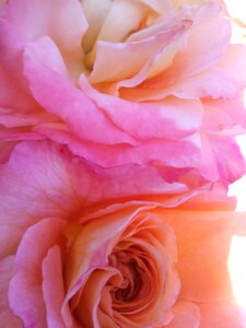 Romantic bouquet fragrance photo