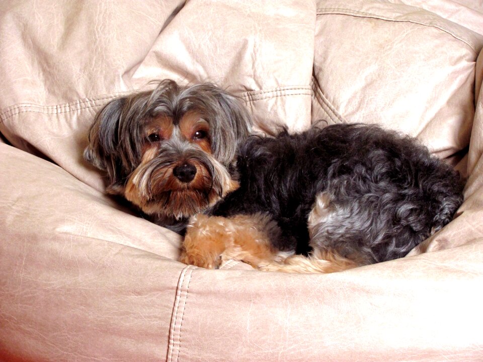 Pet domestic animals canine