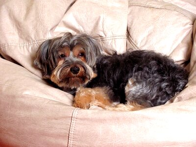 Pet domestic animals canine