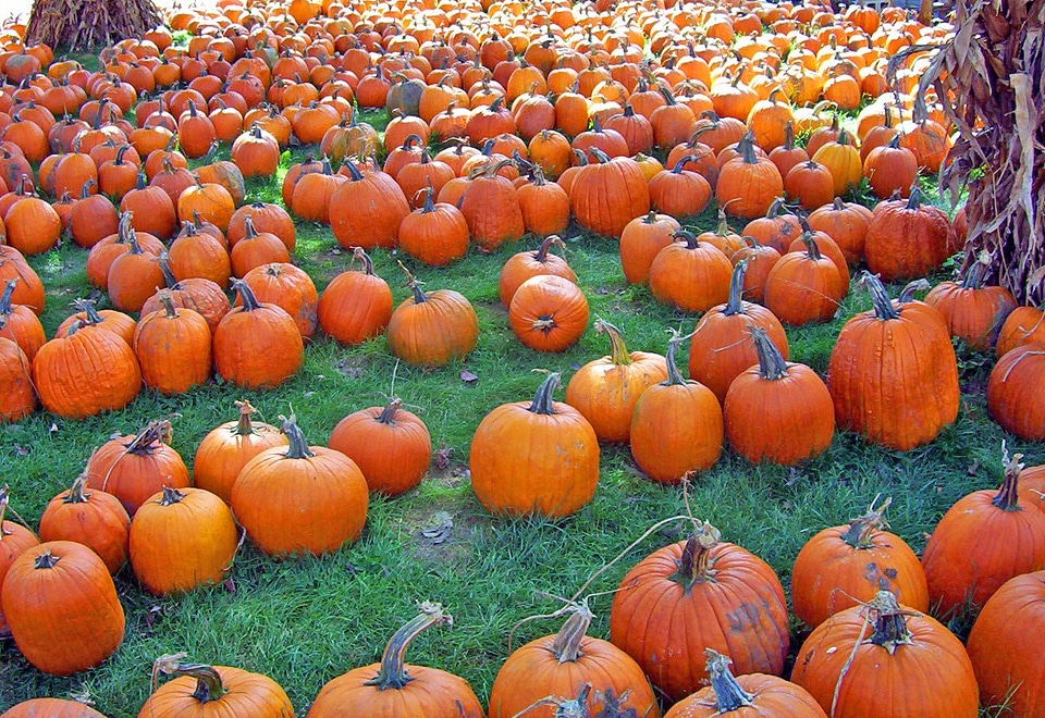 Halloween seasonal october
