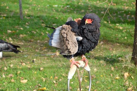 Bird predator