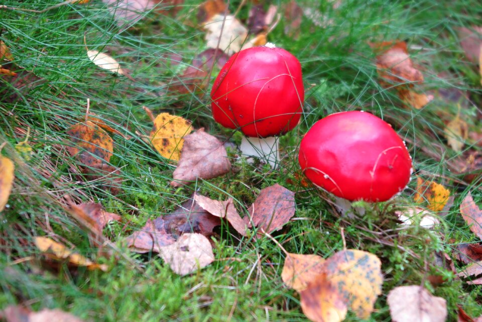 Autumn leaves red atmosphere