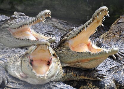 Animals crocodile farm teeth