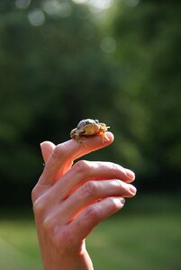 Frog nature little frog