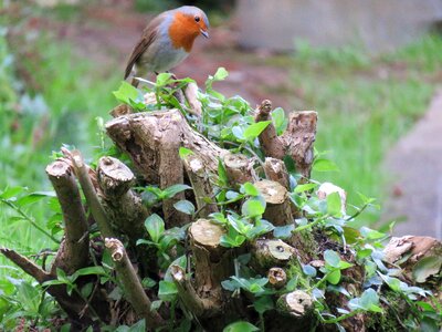 European robin small red photo