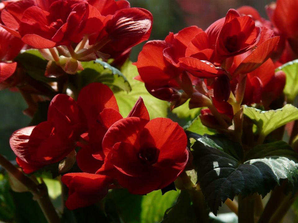 Begoniaceae begonia elatior hybrid elatior begonia photo