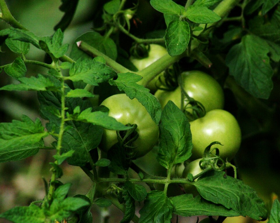 Food organic