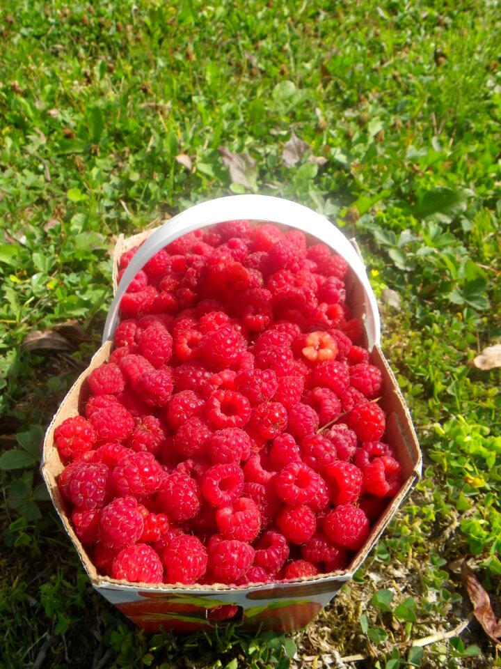 Fruit berries collection