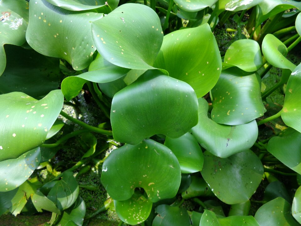 Water nature water hyacinth