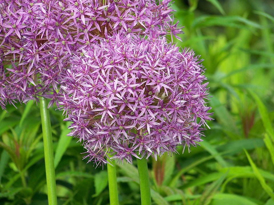 Porrum allium porrum allium
