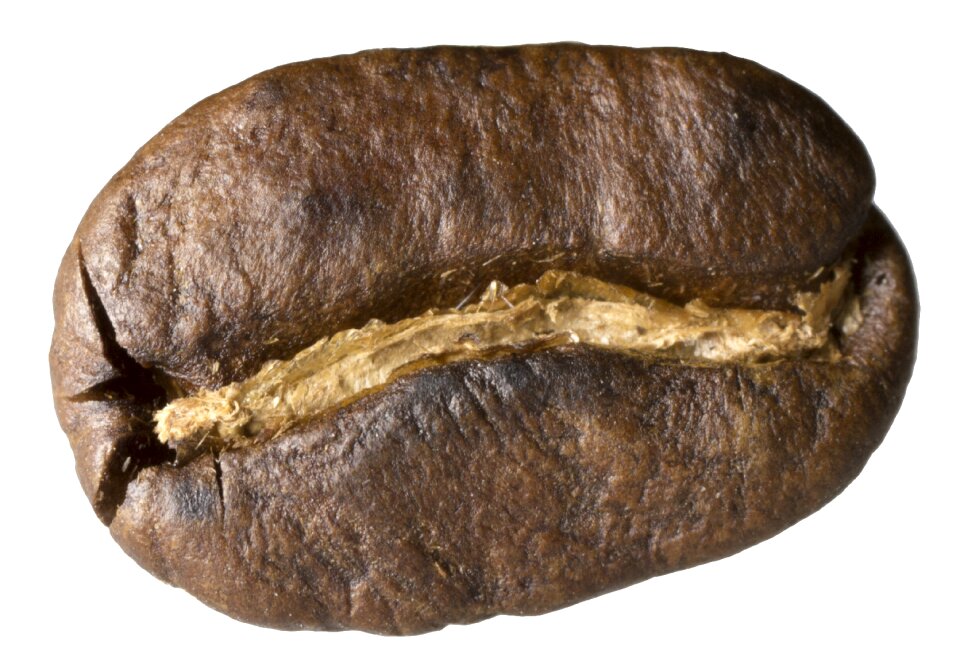 Macro brown seed