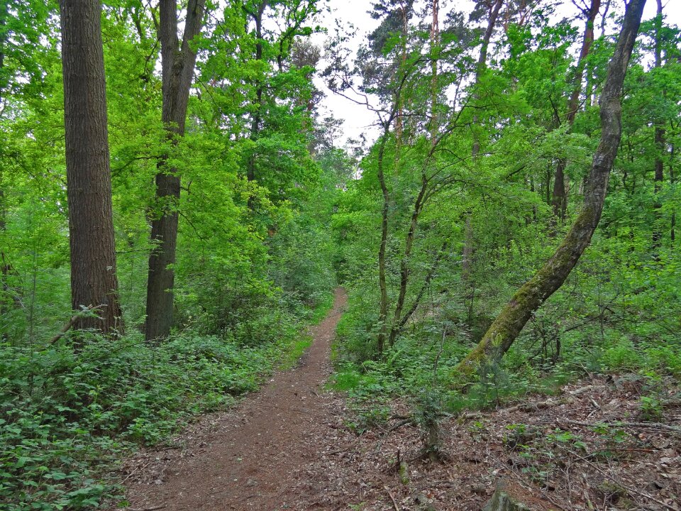 Oak birch walk in the forest