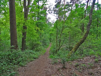 Oak birch walk in the forest photo