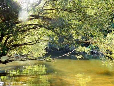 Nature reflection natural water