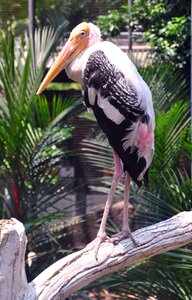 Feathers beak vacation