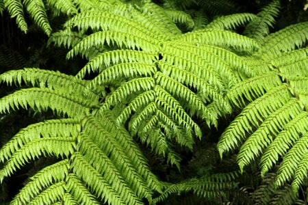 Vegetation biodiversity jungle