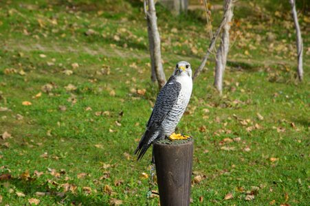 Predator hawk