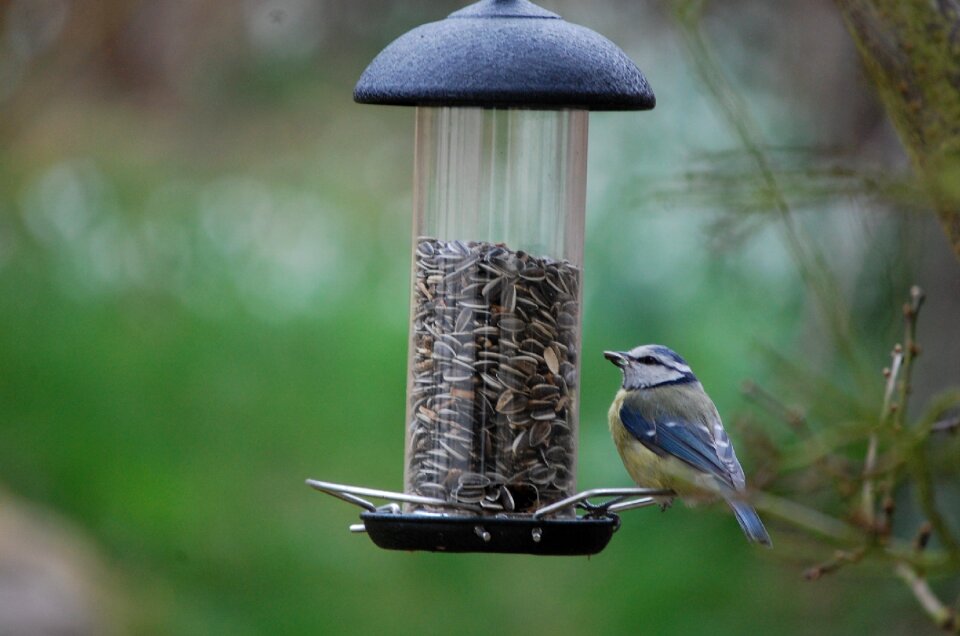 Winter nature bird feeder
