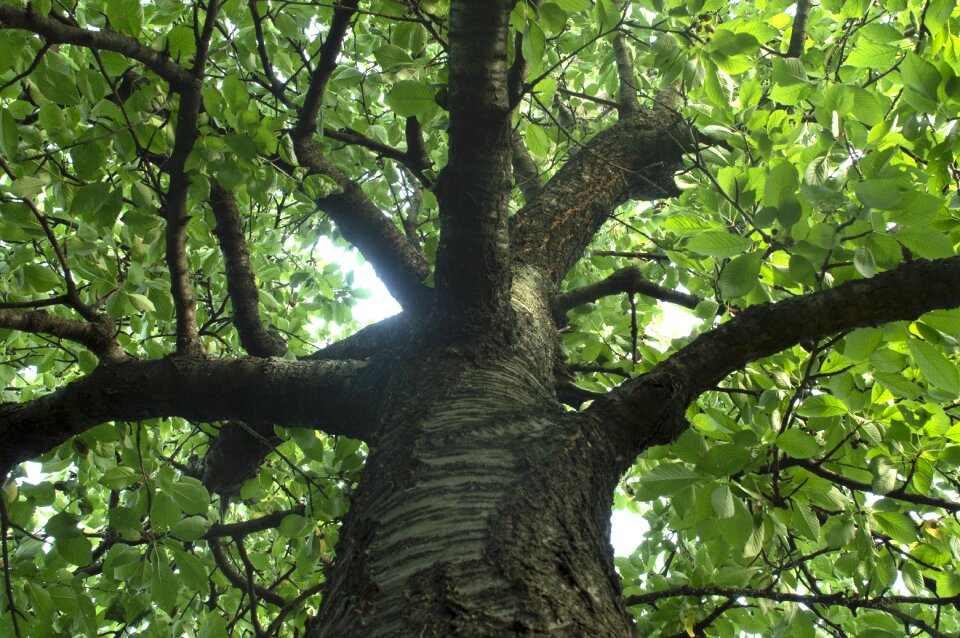 Nature forest green
