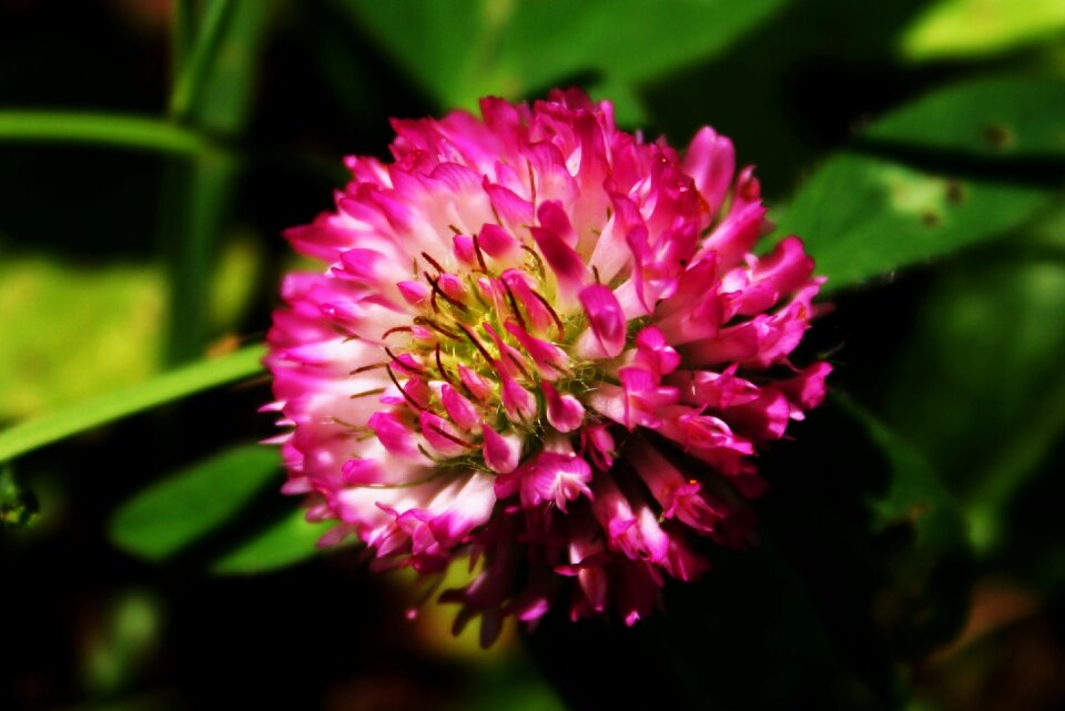 Blossom summer bloom