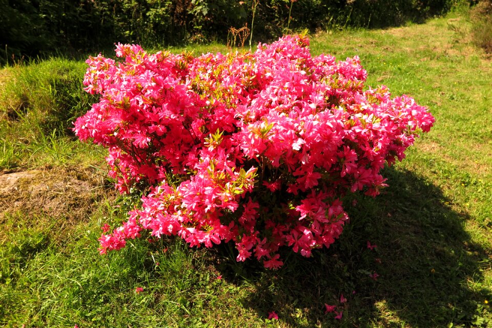 Ireland nature shrubs