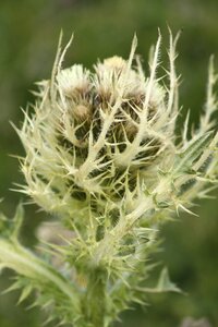 Mountain thistle spring