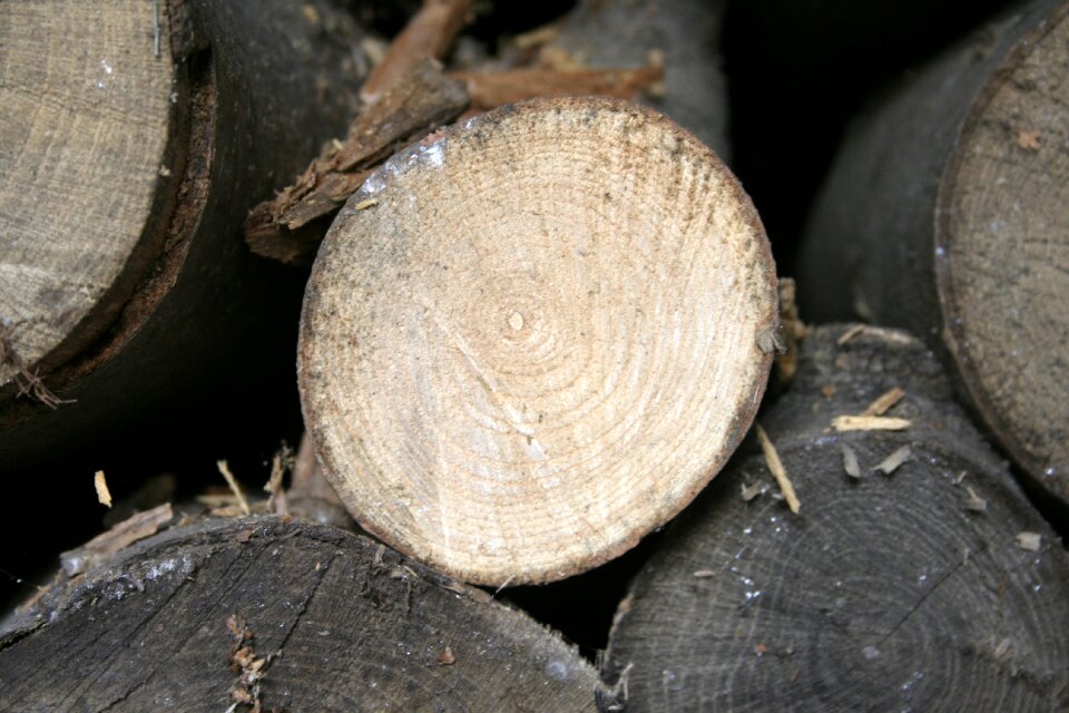Forest tree trunk