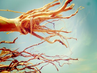 Root farming