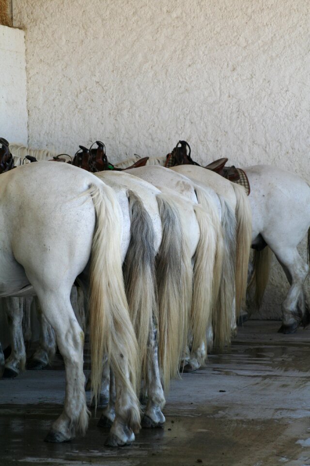 Horses france camargue